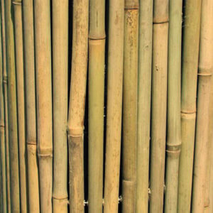 STUOIA BAMBOO TIME