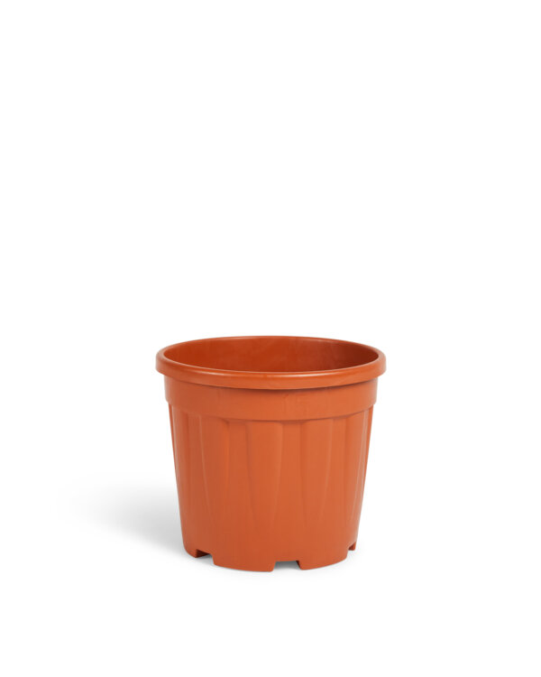 VASO FENICE